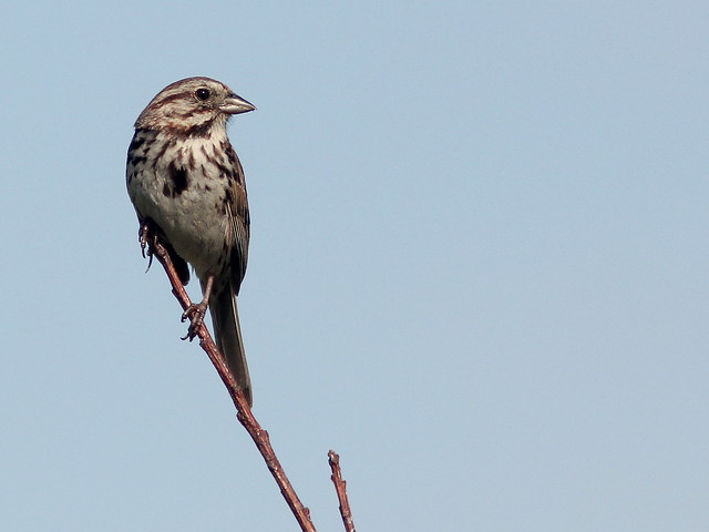 Song Sparrow 20110706