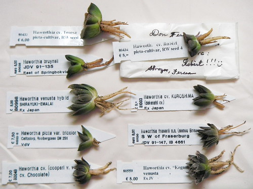 Arrived today from STC and look impressive each one of them. July,8th.2011. by Haworthia en Irun Guipuzcoa