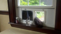 Cat window flap in action