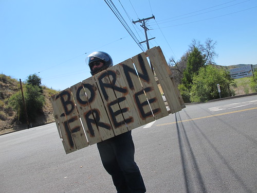 Born_Free_3_d by Biltwell Inc.