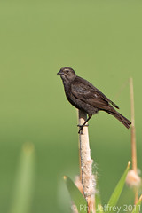 female Tricolored Blackbird