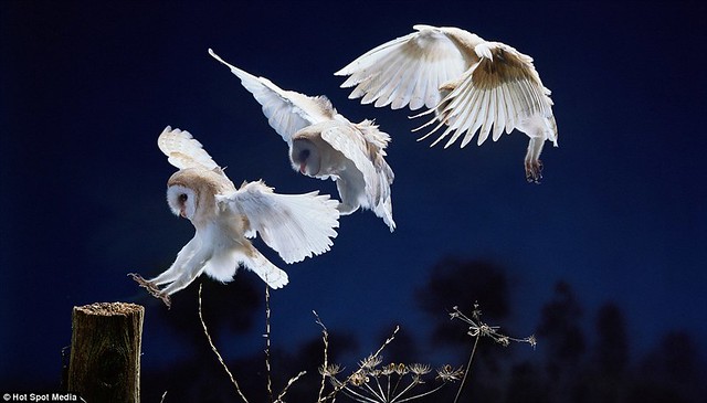 Amazing photos capture split-second movements of animals leaping and flying... in a single frame  3
