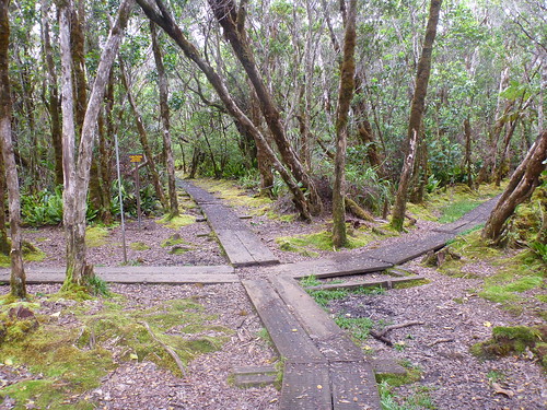 Pihea and Alakai Swamp Trail Crossroads