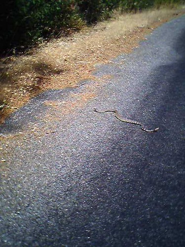 Gopher snake in the road