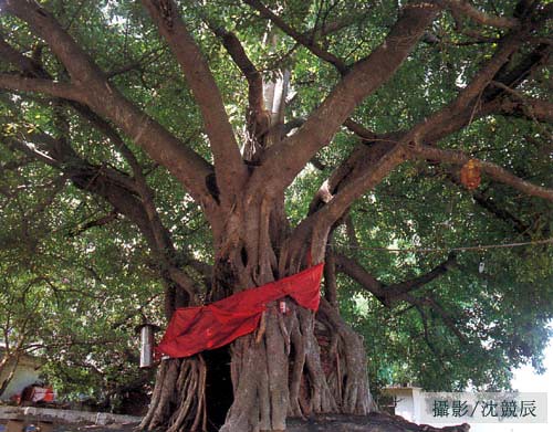 台中市南區樹德里的榕樹號稱最大膽的榕樹，它將土地公廟包埋，你說大不大膽？圖片來自：特生中心網站。