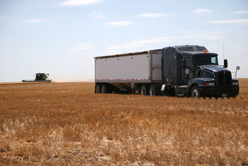 A parked truck waits to get dumped on as a combine cuts wheat in the background