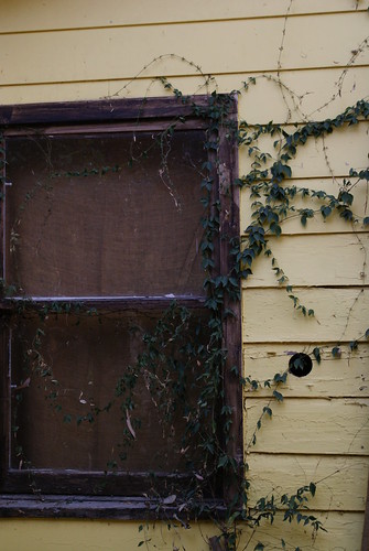 window with vines by ceck0face