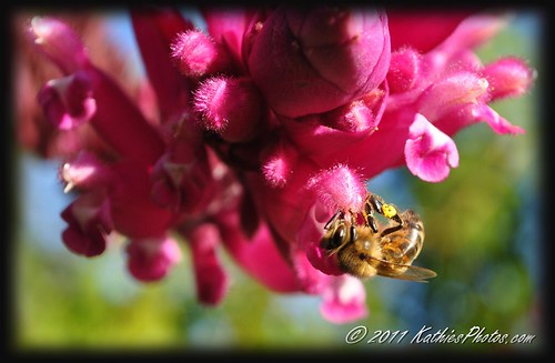 164-365 Bee on Salvia