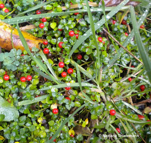 Detalle de hojas y frutos maduros de Rucachucao (<i>Nertera granadensis</i>), en un talud de sendero junto a pastos. Captado en Florida, Región del Biobío.