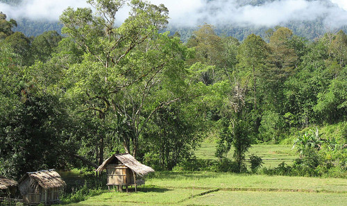 Agroforestry - trees on farms - Photo: World Agroforestry Centre by Scriptoria Communications - www.scriptoria.co.uk