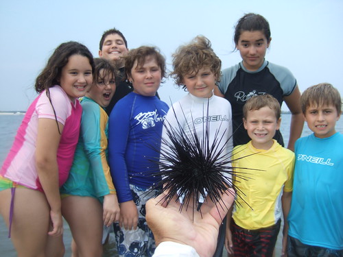 Long-spined sea urchin and group