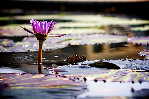Purple pond lily.