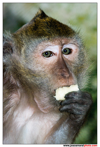 The monkey eats bananas by joaoamaralphoto