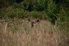 Deer at Padilla Bay