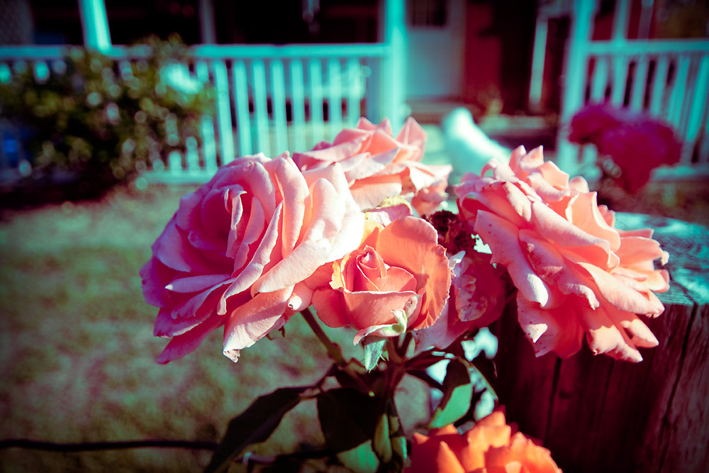 Cross Process 15/30:  Bunch of Roses