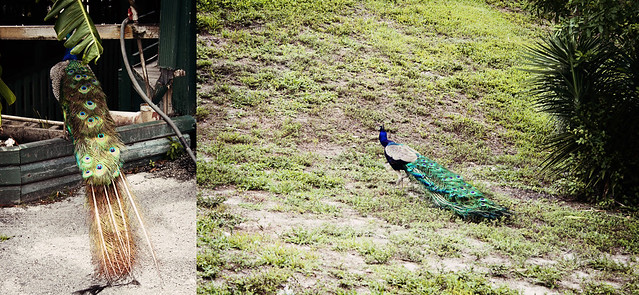 Everglades Holiday Park peacock diptych