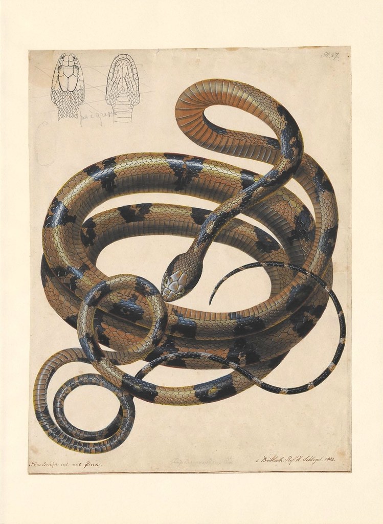 Boiga cynodon Boie. (1802-1844)