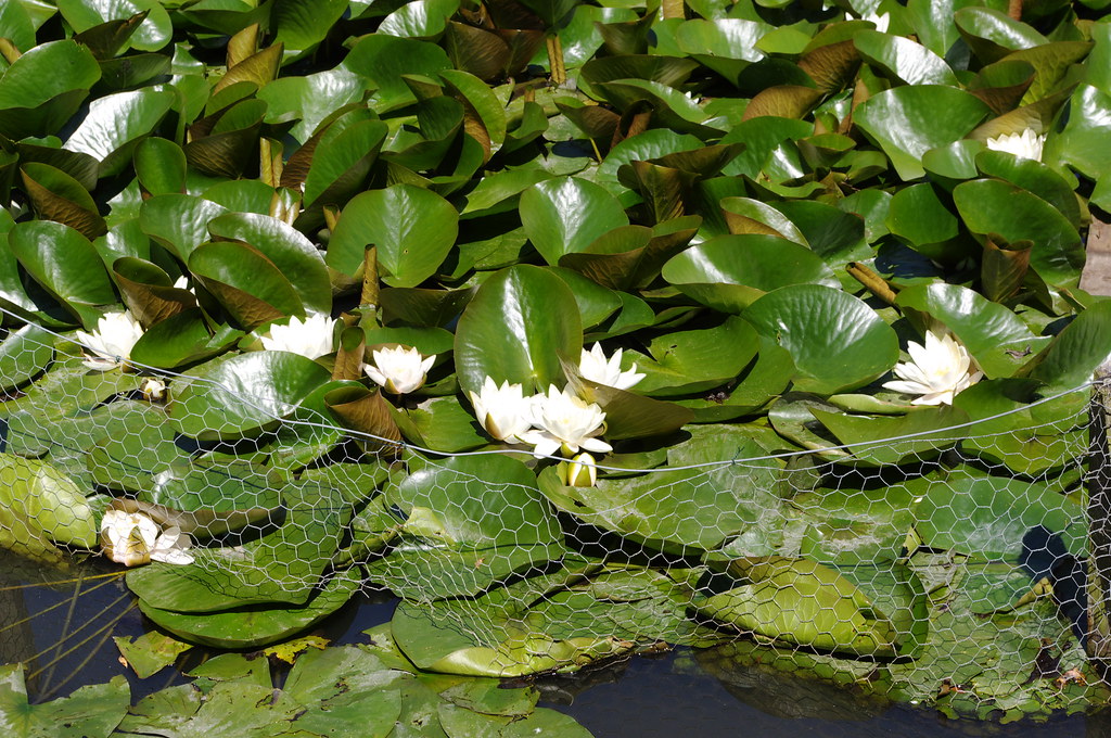 Captive Lotus