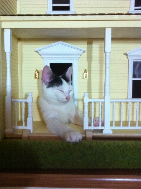 Brian cat playing in my dollhouse
