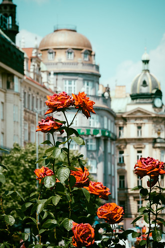 Rose of Prague