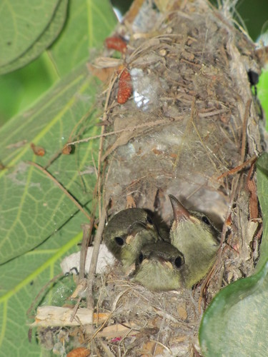 Three sunbird chicks