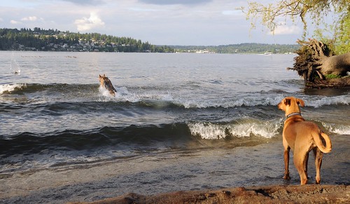 Rosie watches from the shore as a German Shepard fetches a ball in the waves of Lake Washington, she's not a swimmer, Magnuson Dog Park, Seattle, Washington, USA by Wonderlane