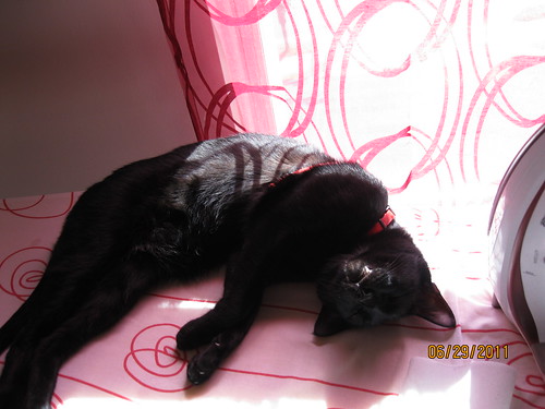 06/29/2011: The cat is either sunning or needs ironing.