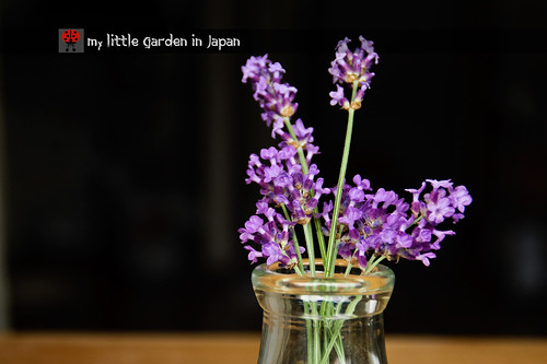 lavender-season