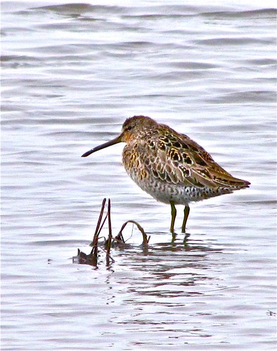 Long-billed Dowitcher 06