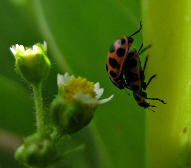 IMG_4494 Ladybugs