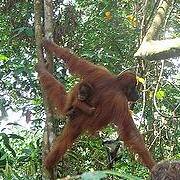 遊客在印尼熱帶雨林遺產中的蘇門達臘亞齊省Gunung Leuser 公園中，近距離觀察紅毛猩猩與牠的寶寶。圖片節錄自：der Willy 相本。
