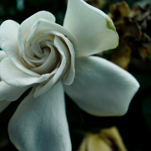 White Frgrant Spin, Gardenia