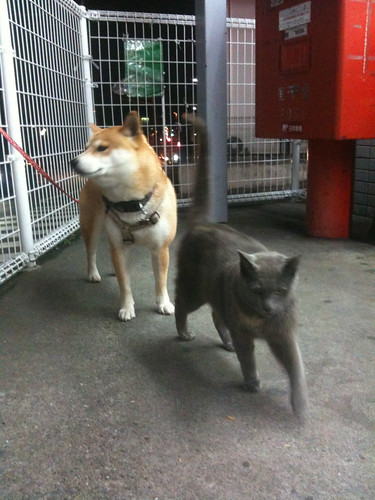 犬と猫 #2