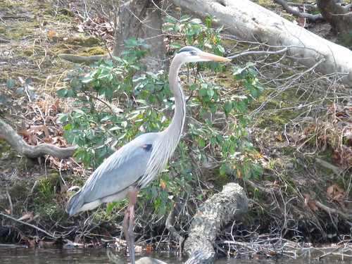 Heron on Swift Creek