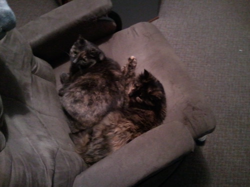 My two cats, Kaylee on the left and Marble on the right, in my reading chair, from above