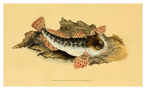 007-The natural history of British fishes 1802-Edward Donovan