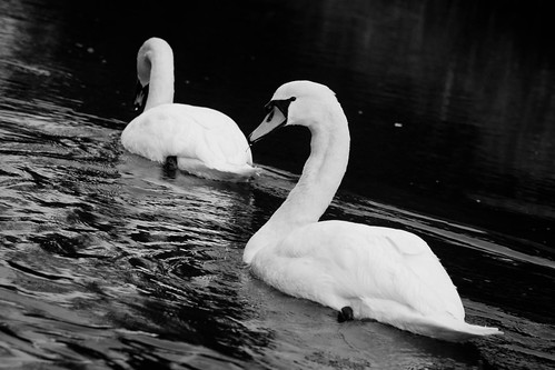 Swan..
