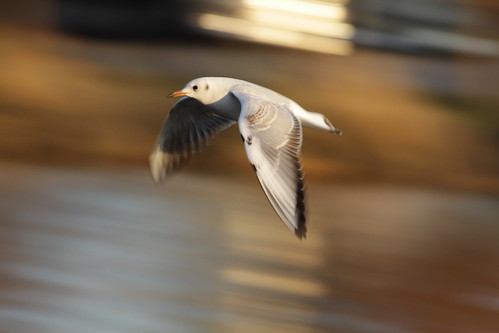 Flying Black-headed Gull