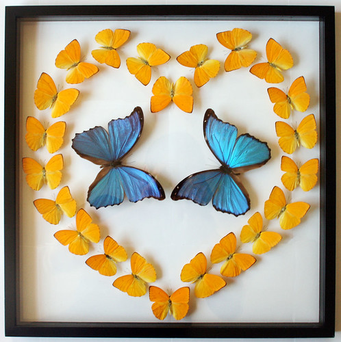 Mounted Butterfly Heart Mothers Day Gift with Blue Morpho Butterflies
