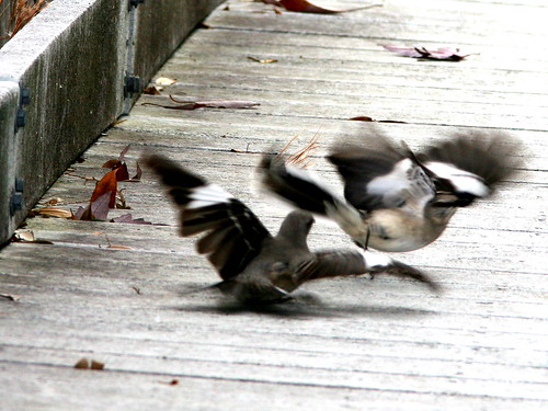 Mockingbird standoff 3-20101230