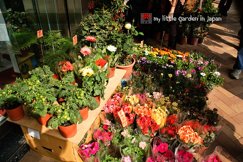 Hong-kong-flower-market-3
