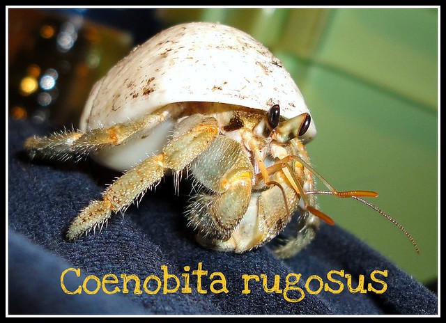 Coenobita rugosus