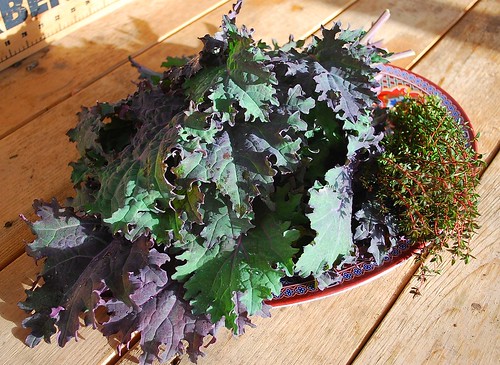 red russian kale 2