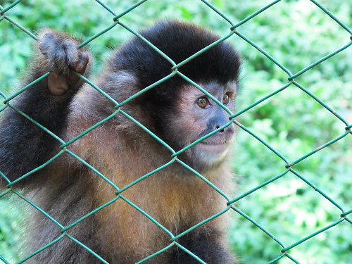 Monkey in Animal Refuge - Iguazu, Argentina