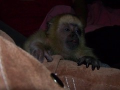 Farrah baby howler monkey on my arm