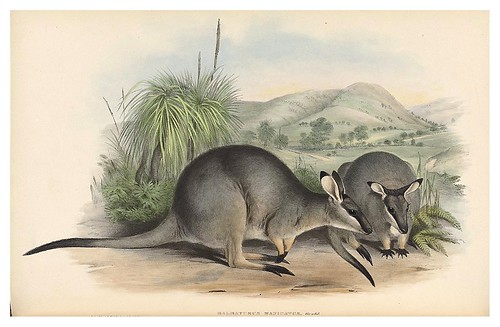 010-Wallaby de guantes negros-The mammals of Australia 1863-John Gould- National Library of Australia Digital Collections
