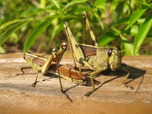 Obscure birdwing grasshoppers (Schistocerca obscura)