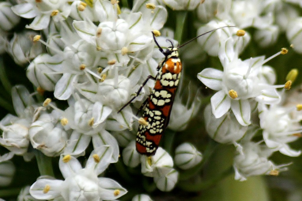 Ailanthus Webworm Moth  4