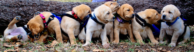 all the puppies sitting in front of a fallen tree in their tiny puppy jackets, one on the end is on its back with its face hidden and back feet in the air