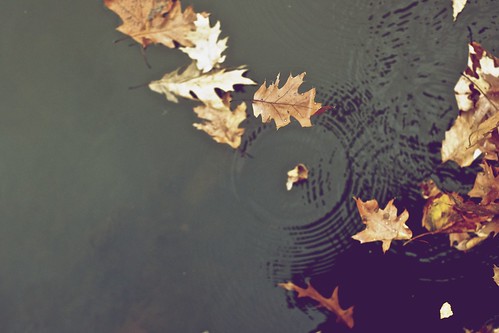 Leaves on the Water